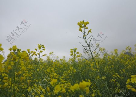 油菜花图片