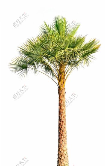 亚热带棕榈树图片