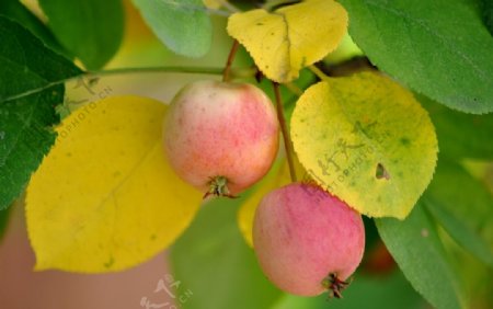 果实叶子小苹果图片