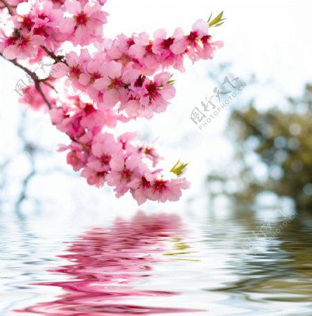 水面桃花图片