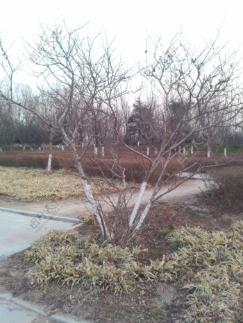 公园枯树图片