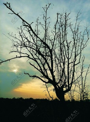 树枝树木夕阳图片