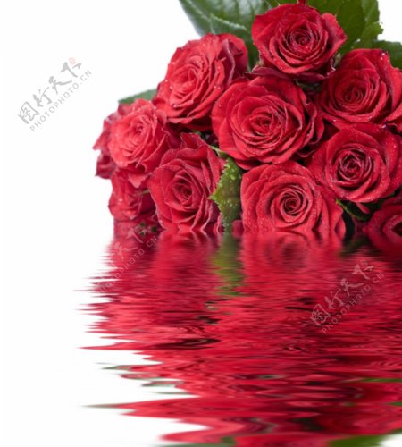 飘在水面上的红玫瑰图片