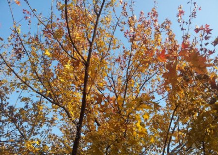 秋日金色枫叶图片