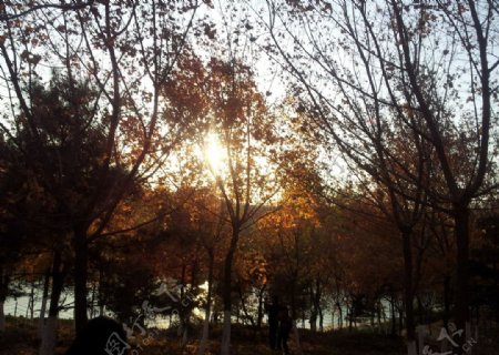 阳光与枫树图片