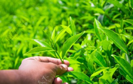茶叶种植园图片