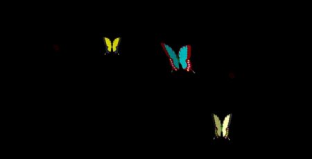 蝴蝶背景视频