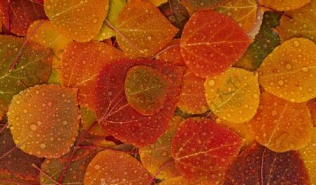 秋天雨滴下的落叶图片