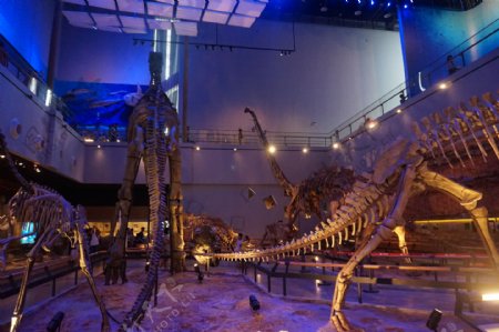 广州博物馆恐龙图片