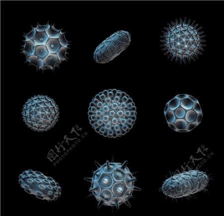 病毒细菌图片