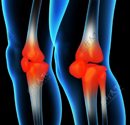 膝盖肌肉骨骼结构图片