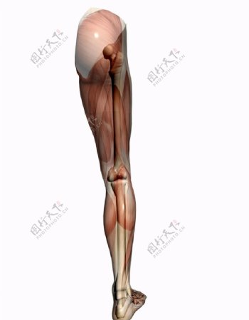 人体大腿肌肉图片