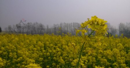 油菜花开图片