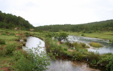 湿地公园图片