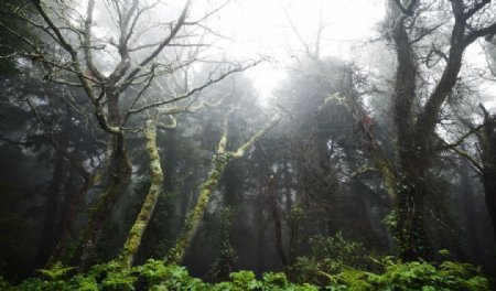 葡萄牙的雨林图片