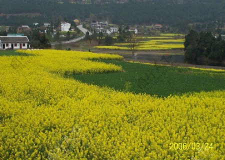 田园图片