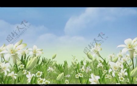 百合花背景视频素材