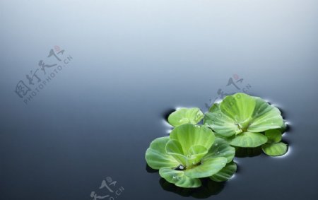 飘在水面上的绿叶图片