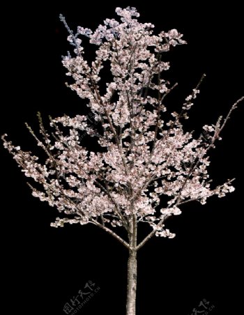 园林树木桃树透明png图片