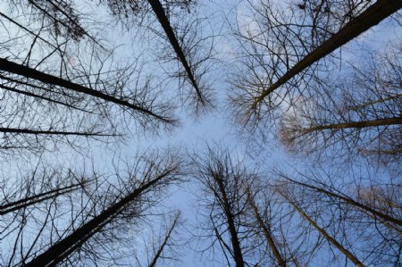 树树与蓝天白云图片