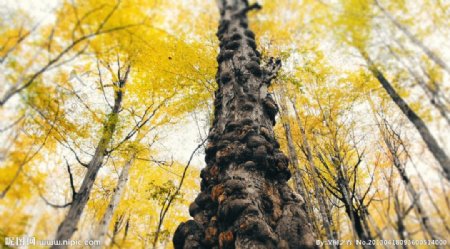 黄色疙瘩树干图片