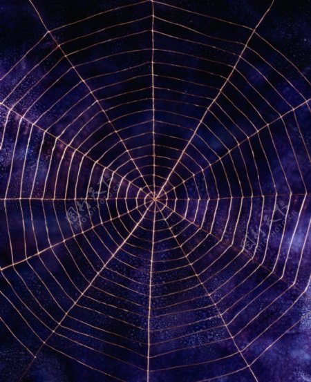 蜘蛛网形图片