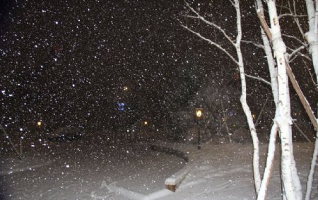 白桦园林飘雪图片