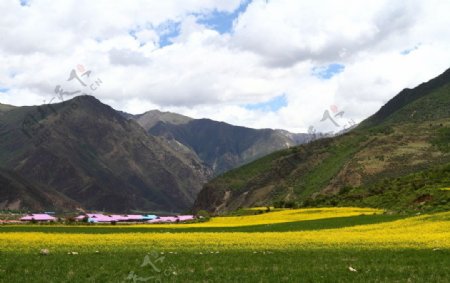 西藏油菜花图片