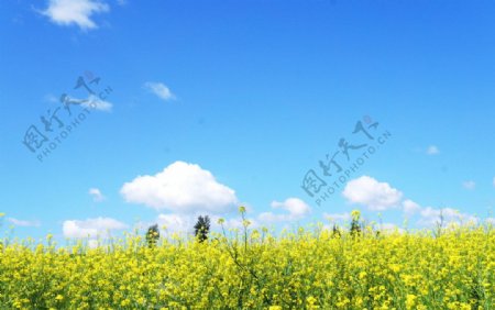 油菜花图片