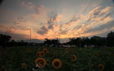 夕阳向日葵花田图片