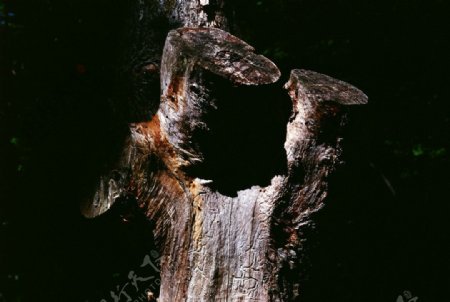 树皮年轮纹理图片