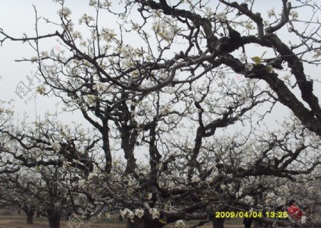 砀山老梨树图片
