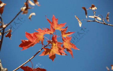 山东济南红叶谷的秋叶图片