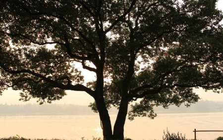 西湖古树图片