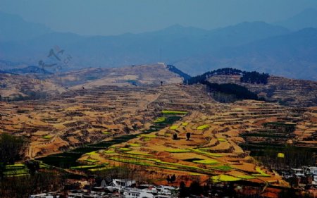 山野的菜花图片