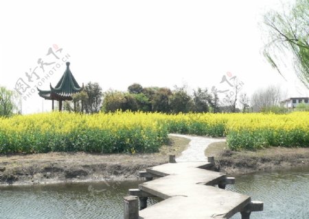 上海松江油菜花图片