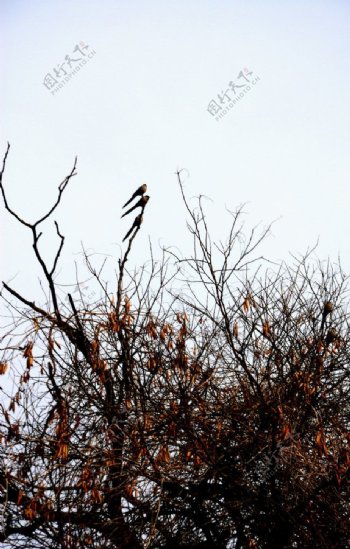 树梢上的喜鹊图片