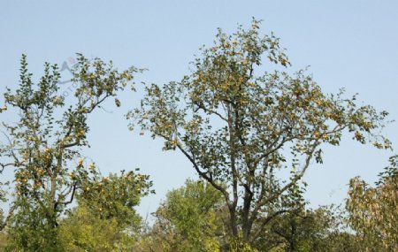 初秋柿子树图片