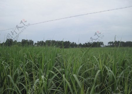 甘蔗地田园风光图片