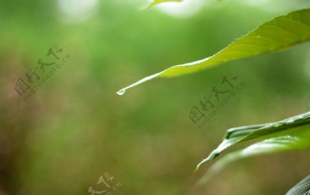 绿叶雨滴图片