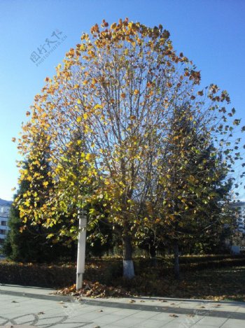 秋天枯树图片