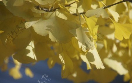 韩国秋天银杏树风景图片