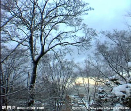 冬季森林雪景视频素材