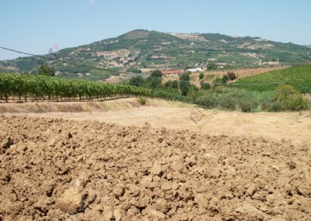 意大利葡萄园土壤图片