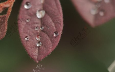 雨后水珠图片