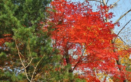 长白山枫叶图片