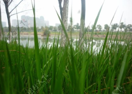艾溪湖湿地公园的春天图片