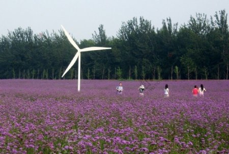 马鞭草图片