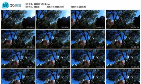 山中树木高清实拍视频素材