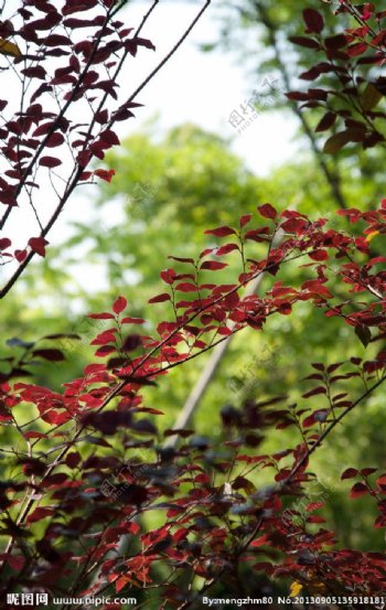 公园红色树叶图片